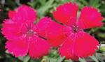 Dianthus Deltoides Zing Rose