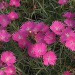Dianthus Gratianpolitanus Firewitch