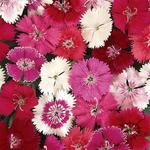 Dianthus Ideal Select Mix