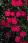 Dianthus Ideal Select Rose