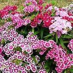 Dianthus Indian Carpet