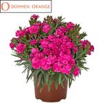 Dianthus Peman Fancy Cerise