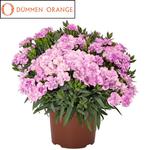 Dianthus Peman Fancy Lilac