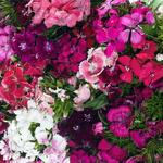 Dianthus Pinocchio Double Dwarf Mix