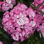 Dianthus Rockin Pink Magic