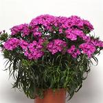 Dianthus Rockin Purple