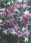 Dianthus Superbus Spooky