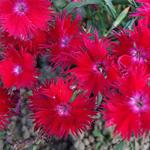 Dianthus Supra Crimson