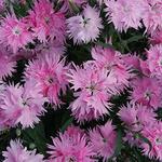 Dianthus Supra Pink