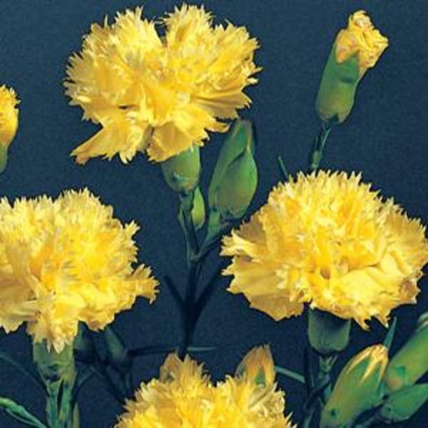 Dianthus Yellow Goode Greenhouses