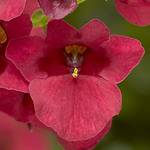 Diascia Red