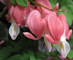 Dicentra Old Fashioned Pink