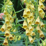 Digitalis Yellow ambigue Temple Bells