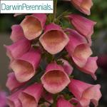 Digitalis Arctic Fox Rose