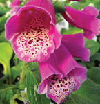 Digitalis Dalmatian Purple