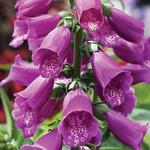 Digitalis Dottie Purple
