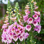 Digitalis Dottie Warm Rose