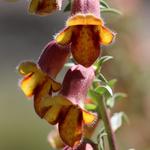 Digitalis Obscura