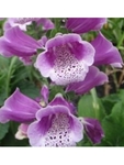 Digitalis Dalmation Rose