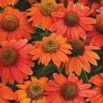 Echinacea Artesian Ombre Red