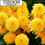 Echinacea CARA MIA Yellow