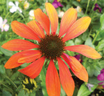 Echinacea Cheyenne Spirit
