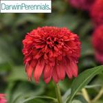 Echinacea Double Scoop Raspberry