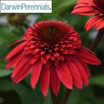 Echinacea Double Scoop Strawberry