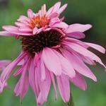 Echinacea Doubledecker