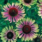 Echinacea Green Twister