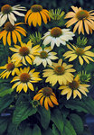Echinacea Mellow Yellow