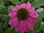 Echinacea Pow Wow Wild Berry