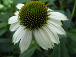 Echinacea Pow Pow White