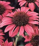 Echinacea Magnus