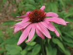 Echinacea Purpurea Purple