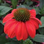 Echinacea Sombrero Hot Coral