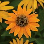 Echinacea Artesian Ombre Yellow