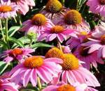 Echinacea Feeling Pink