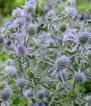 Eryngium Blue Glitter