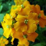 Erysimum Alliomi Orange Bedder