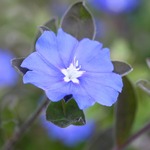 Evolvulus Hawaiian Blue