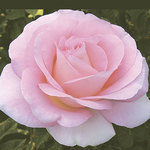 Rose Hybrid Tea Falling in Love