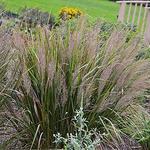 Feather Reed