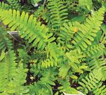Fern Christmas