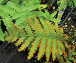 Fern Cinnamon