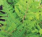 Fern Lady