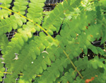 Fern Royal