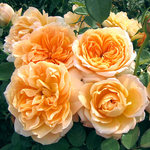 Rose Floribunda Forever Amber
