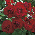Rose Floribunda Oh My