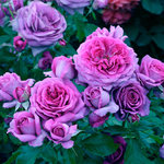 Rose Floribunda Sweet Madame Blue